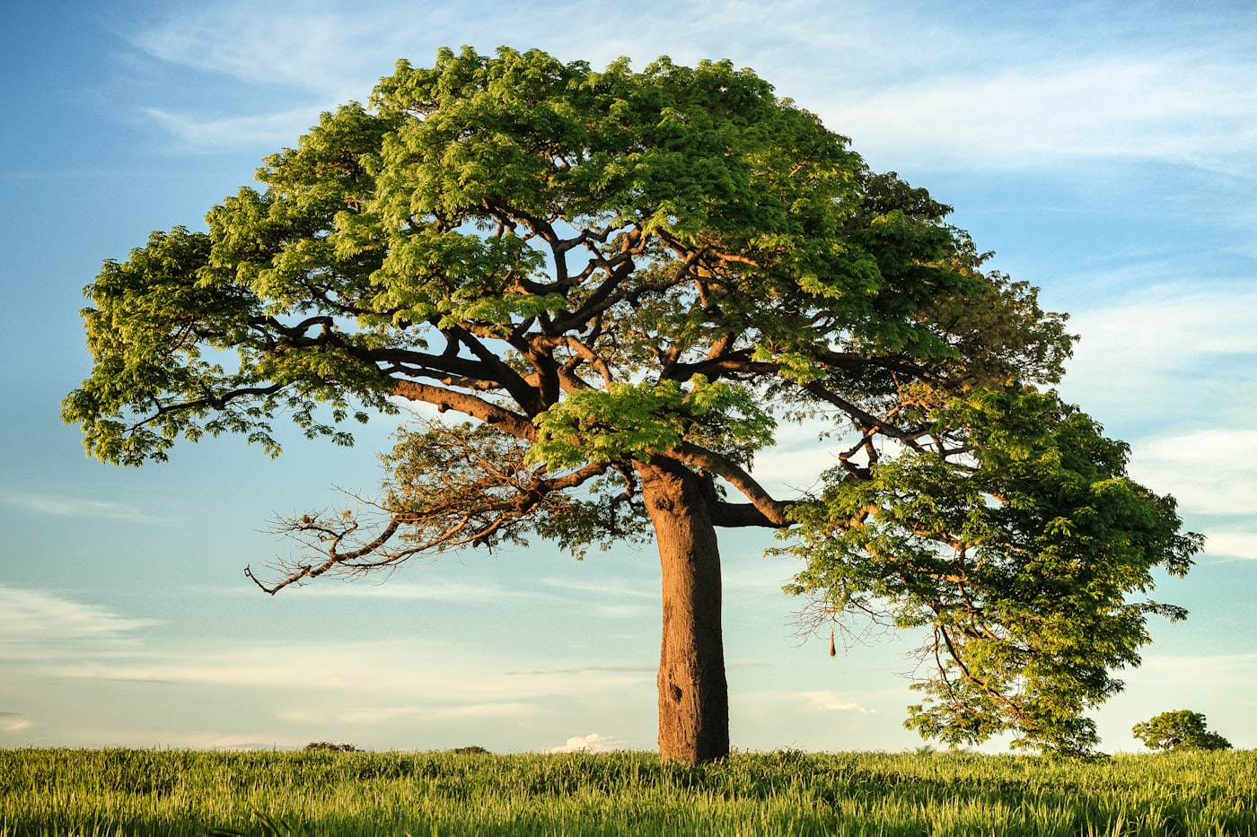 A large tree in an open field, branching systems and connections